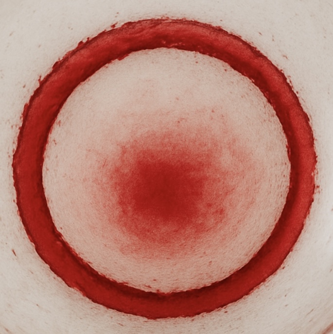 Cantina Rizzi - Barbaresco DOCG 2020 0,75